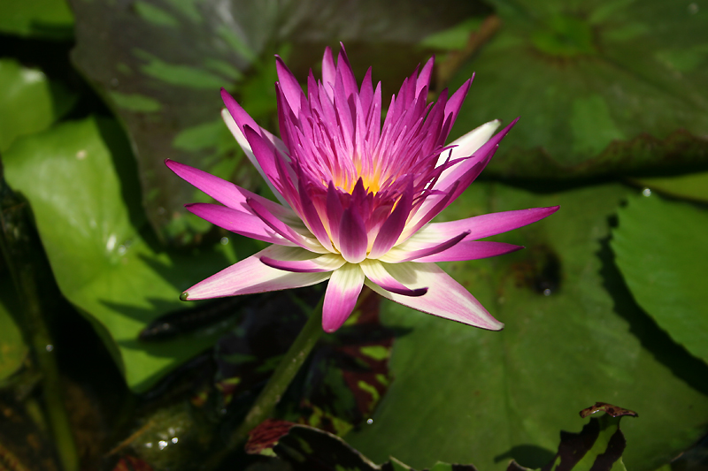 Nymphaea ‘Pink Flamingo’