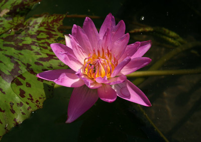 Nymphaea 'Paula Louise'