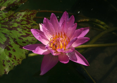 Nymphaea 'Paula Louise'