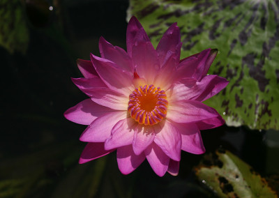 Nymphaea 'Paula Louise'