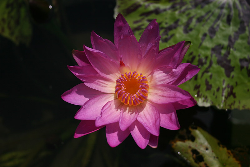 Nymphaea ‘Paula Louise’