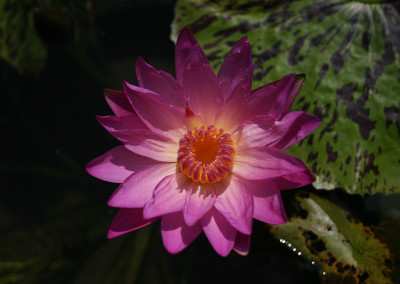 Nymphaea 'Paula Louise'