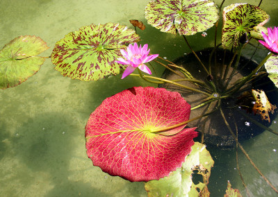 Nymphaea 'Paula Louise'