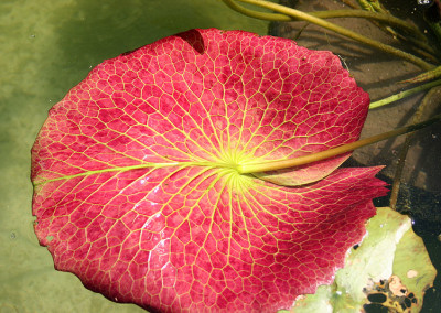 Nymphaea 'Paula Louise'