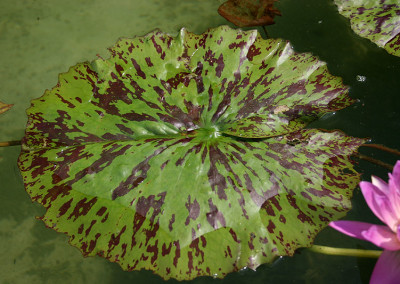 Nymphaea 'Paula Louise'