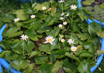 Nymphaea 'Naomi Silva'