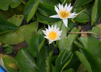 Nymphaea 'Naomi Silva'