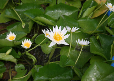 Nymphaea 'Naomi Silva'