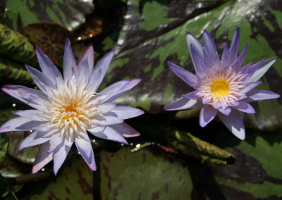 Nymphaea 'Midnight Embers'