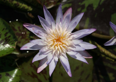 Nymphaea 'Midnight Embers'