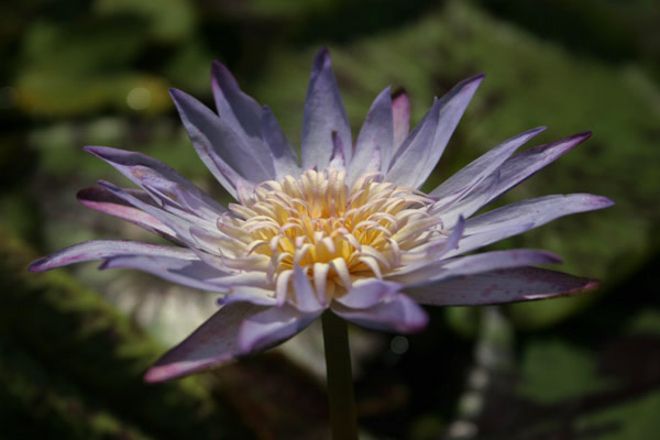 Nymphaea ‘Midnight Embers’