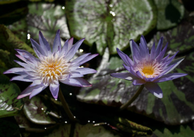 Nymphaea 'Midnight Embers'
