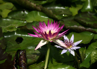 Nymphaea 'Pink Flamingo'