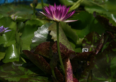 Nymphaea 'Pink Flamingo'