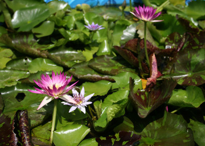 Nymphaea 'Pink Flamingo'