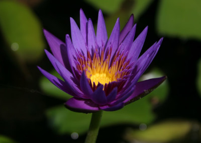 Nymphaea 'Rhonda Kay'