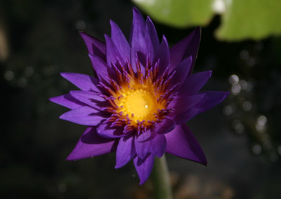 Nymphaea 'Rhonda Kay'