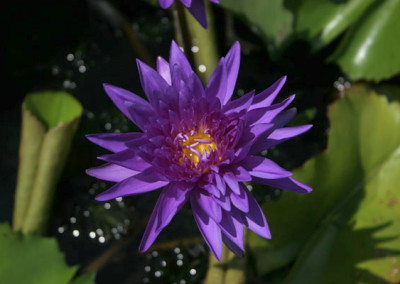 Nymphaea 'King of Siam'