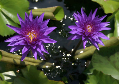 Nymphaea 'King of Siam'