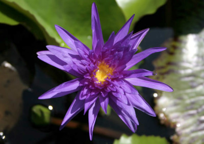 Nymphaea 'King of Siam'