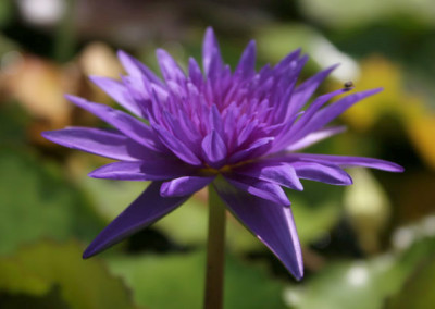 Nymphaea 'King of Siam'