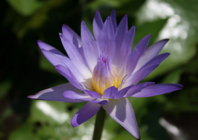 Nymphaea 'Star of Siam'