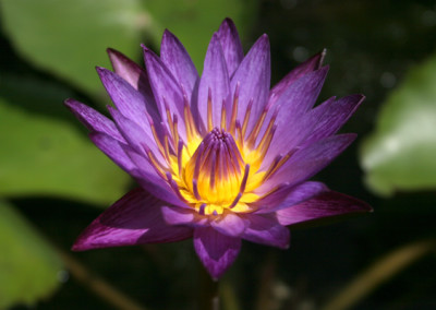 Nymphaea 'Lindsey Woods'