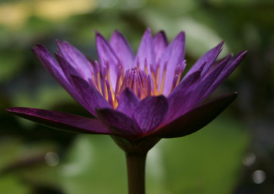 Nymphaea 'Lindsey Woods'