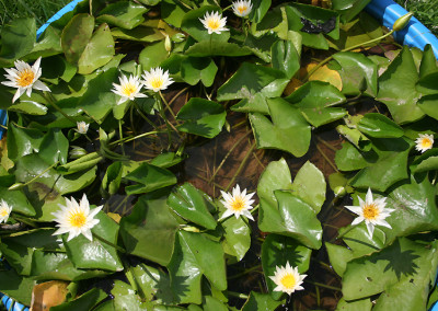 Nymphaea 'Naomi Silva'