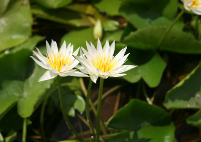 Nymphaea 'Naomi Silva'