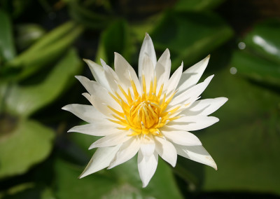 Nymphaea 'Naomi Silva'