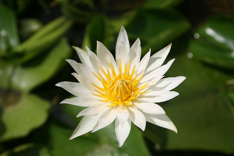 Nymphaea ‘Naomi Silva’