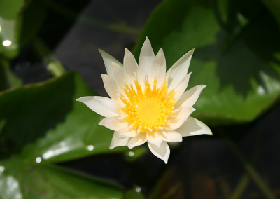 Nymphaea 'Naomi Silva'