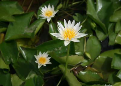 Nymphaea 'Naomi Silva'