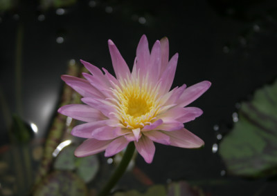 Nymphaea 'Ostara'