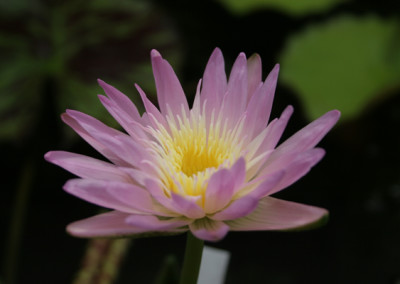 Nymphaea 'Ostara'