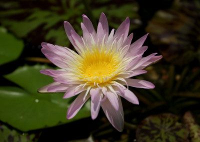 Nymphaea 'Ostara'