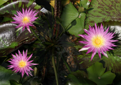 Nymphaea 'Pink Flamingo'