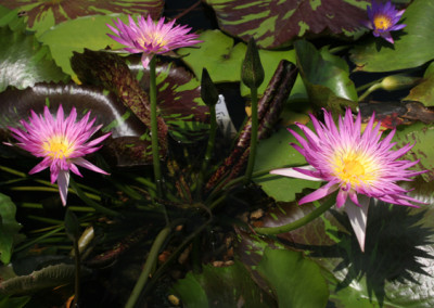 Nymphaea 'Pink Flamingo'