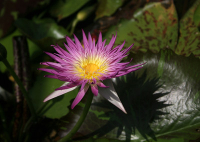 Nymphaea 'Pink Flamingo'