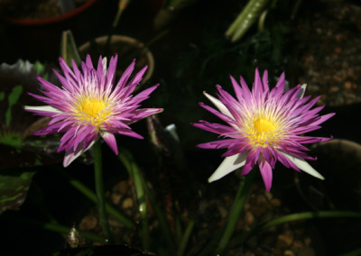 Nymphaea 'Pink Flamingo'