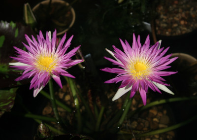 Nymphaea 'Pink Flamingo'