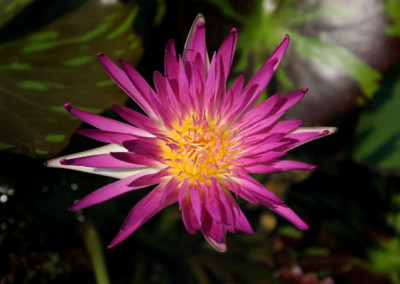 Nymphaea 'Pink Flamingo'