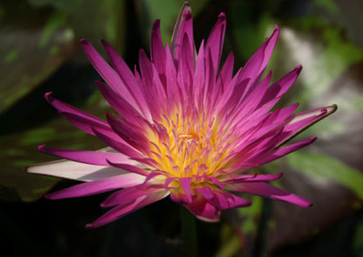 Nymphaea 'Pink Flamingo'