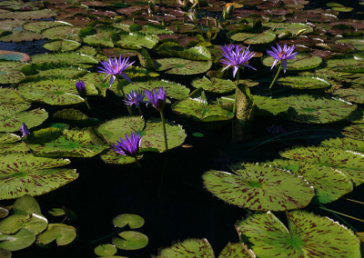 Nymphaea 'Larissa Racine'