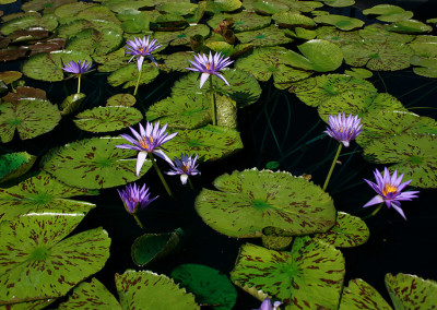 Nymphaea 'Larissa Racine'