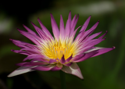 Nymphaea 'Pink Flamingo'