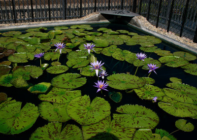 Nymphaea 'Larissa Racine'