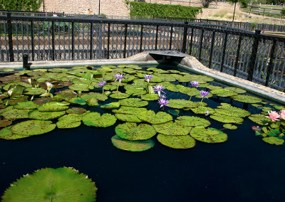 Nymphaea 'Larissa Racine'