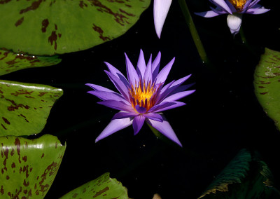 Nymphaea ‘Larissa Racine’